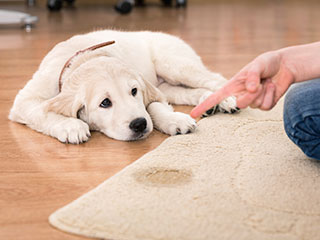 Low Cost Pet Stain Removal | Carpet Cleaning Moorpark CA