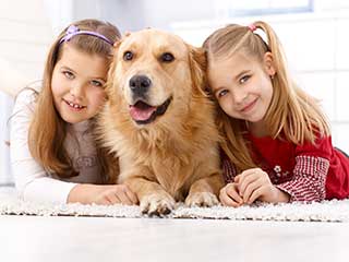 Best Way to Remove Pet Odor | Carpet Cleaning Moorpark CA