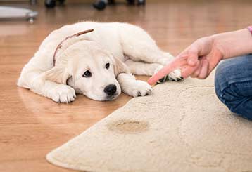 Low Cost Pet Stain Removal | Carpet Cleaning Moorpark CA