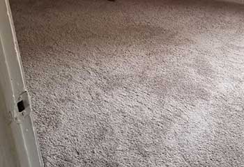 Pet Stain And Odor Removal - Somis